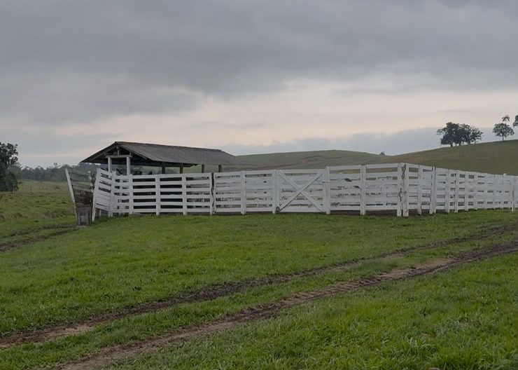 Após matar cabritos e seis bois, pitbulls seguem aterrorizando propriedade rural em Indaial