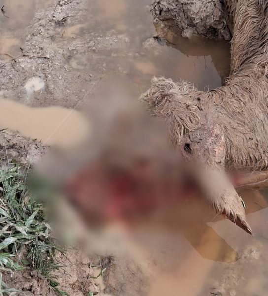 Após matar cabritos e seis bois, pitbulls seguem aterrorizando propriedade rural em Indaial
