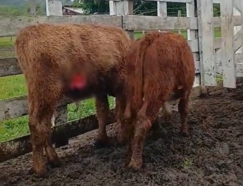 Após matar cabritos e seis bois, pitbulls seguem aterrorizando propriedade rural em Indaial