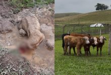 Pitbulls voltam a causar prejuízo e matam outro boi em propriedade de Indaial