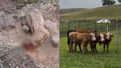 Após matar cabritos e seis bois, pitbulls seguem aterrorizando propriedade rural em Indaial