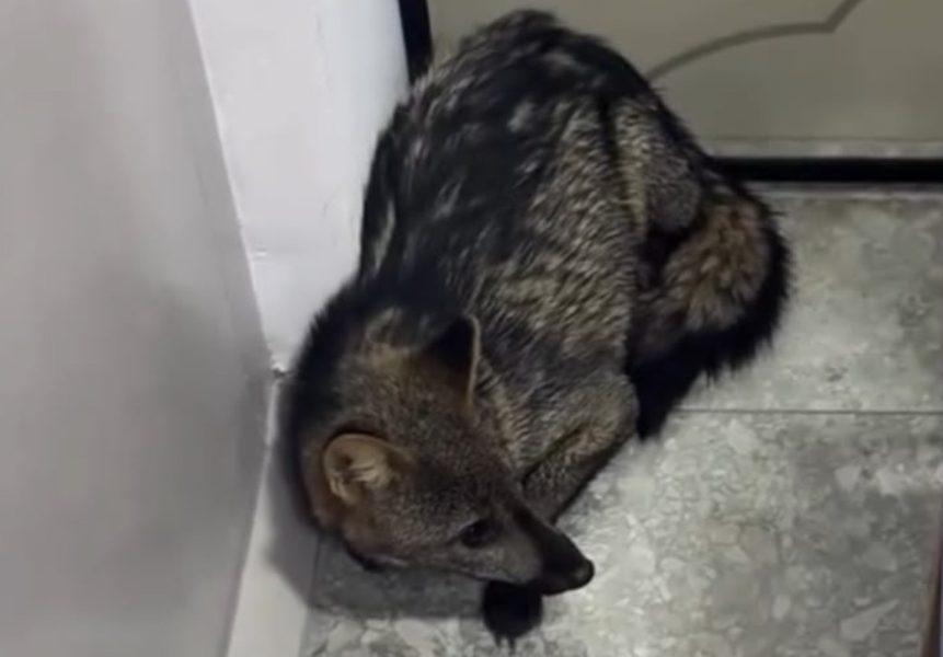 Nem cachorro, nem raposa: graxaim aparece em lavanderia e mobiliza resgate do CBVI
