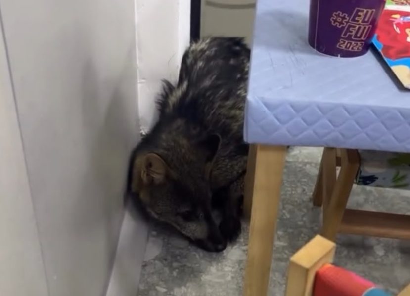 Nem cachorro, nem raposa: graxaim aparece em lavanderia e mobiliza resgate do CBVI