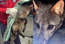 Nem cachorro, nem raposa: graxaim aparece em lavanderia e mobiliza resgate do CBVI