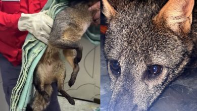 Nem cachorro, nem raposa: graxaim aparece em lavanderia e mobiliza resgate do CBVI