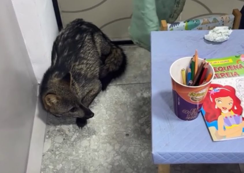 Nem cachorro, nem raposa: graxaim aparece em lavanderia e mobiliza resgate do CBVI