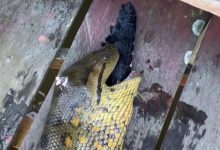 Sucuri é encontrada morta após ficar com jacaré entalado na garganta