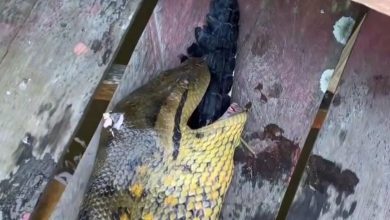 Sucuri é encontrada morta após ficar com jacaré entalado na garganta