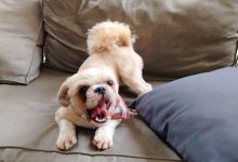 Cachorra desaparece, família identifica casal e denuncia tentativa de venda em Rodeio