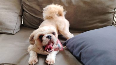 Cachorra desaparece, família identifica casal e denuncia tentativa de venda em Rodeio
