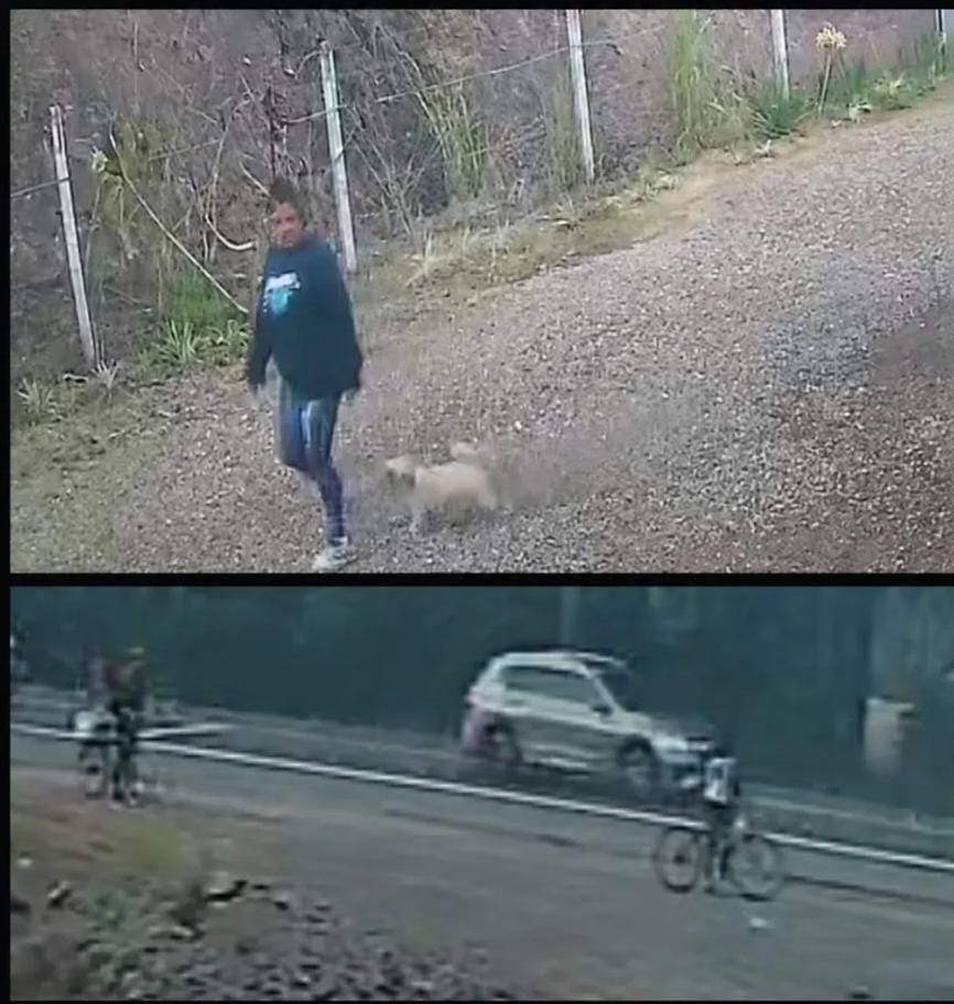 Cachorra desaparece, família identifica casal e denuncia tentativa de venda em Rodeio