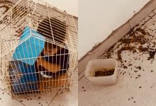 Criança surpreende a mãe ao aparecer dentro da gaiola do passarinho e vídeo diverte a internet