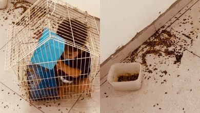 Criança surpreende a mãe ao aparecer dentro da gaiola do passarinho e vídeo diverte a internet