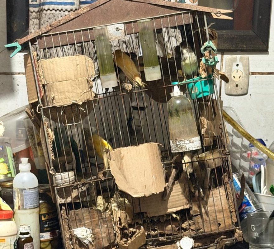 Maus-tratos e cativeiro ilegal: homem é preso após polícia resgatar cinco cães e 31 aves em Blumenau