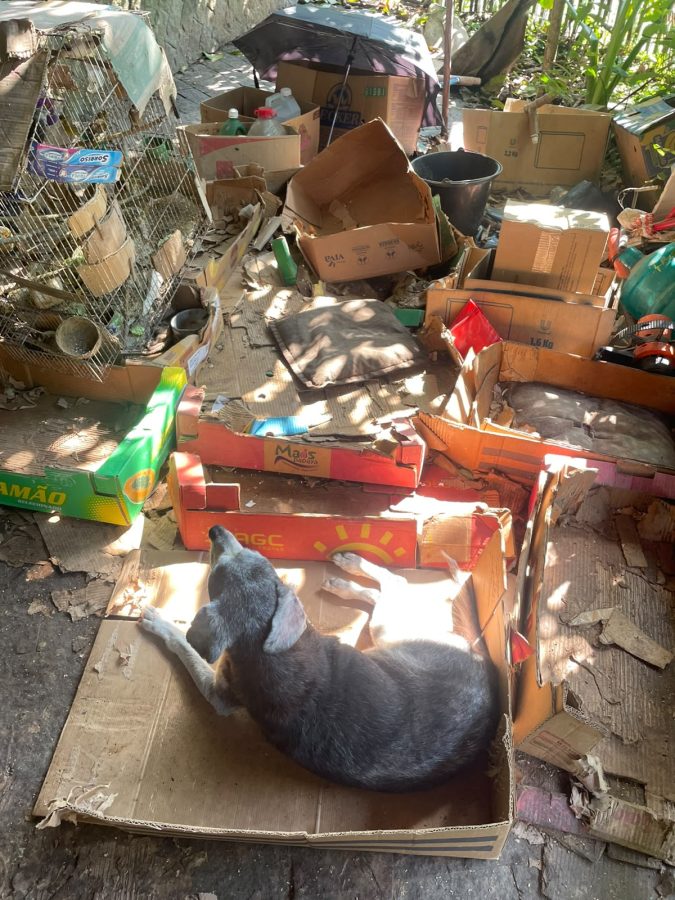 Maus-tratos e cativeiro ilegal: homem é preso após polícia resgatar cinco cães e 31 aves em Blumenau
