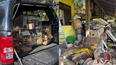 Maus-tratos e cativeiro ilegal: homem é preso após polícia resgatar cinco cães e 31 aves em Blumenau