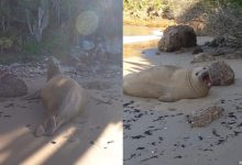 Cena rara! Fotógrafo flagra elefante-marinho descansando na areia durante travessia