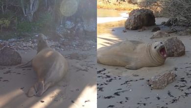 Cena rara! Fotógrafo flagra elefante-marinho descansando na areia durante travessia