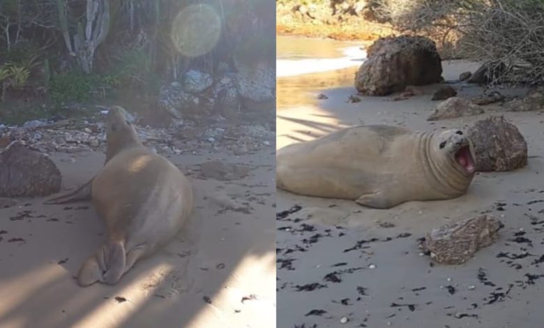 Cena rara! Fotógrafo flagra elefante-marinho descansando na areia durante travessia