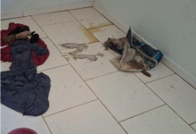 Cadela e 12 filhotes são resgatados após abandono e maus-tratos em residência de Indaial