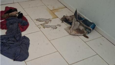 Cadela e 12 filhotes são resgatados após abandono e maus-tratos em residência de Indaial