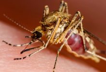 Santa Catarina confirma primeira morte por Febre do Nilo Ocidental e acende alerta para doença transmitida por mosquitos