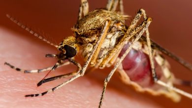 Santa Catarina confirma primeira morte por Febre do Nilo Ocidental e acende alerta para doença transmitida por mosquitos