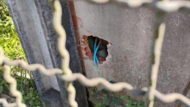 Criminosos furtam cerca de 40 metros de cabos de energia de prédio da antiga Uniasselvi, em Timbó
