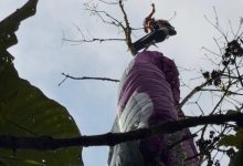 Voo termina em susto: parapentista fica preso em árvore e é resgatado por helicóptero em Timbó