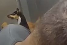 Vídeo mostra homem suspendendo cadela pela guia em elevador de condomínio em Blumenau