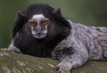 Mordidas de macacos disparam em SC e acendem alerta para risco de raiva
