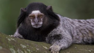 Mordidas de macacos disparam em SC e acendem alerta para risco de raiva