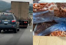 Caminhão sem refrigeração é flagrado na BR-470, em Indaial, com 5 toneladas de camarão escondidas