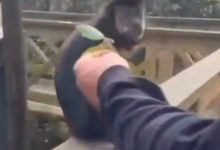 Vídeo mostra visitante dando tapa em macaco-prego dentro de parque em SC