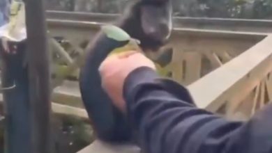 Vídeo mostra visitante dando tapa em macaco-prego dentro de parque em SC