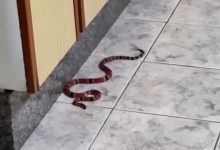 Latido que salvou: cadela encontra cobra venenosa dentro de cozinha e alerta família em Jaraguá do Sul