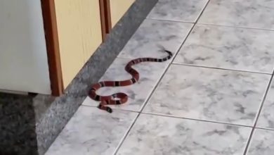 Latido que salvou: cadela encontra cobra venenosa dentro de cozinha e alerta família em Jaraguá do Sul