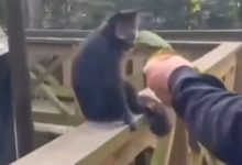 Polícia identifica envolvidos em agressão contra macaco-prego em parque de SC