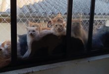 Gatos resgatados de apartamento em SC começam a ser encaminhados para adoção
