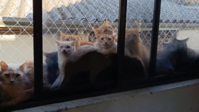 Gatos resgatados de apartamento em SC começam a ser encaminhados para adoção