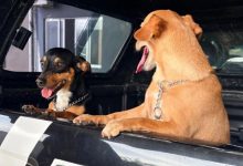 Tutor é indiciado por maus-tratos após suspender cão pela coleira em elevador; dois animais foram resgatados em Blumenau