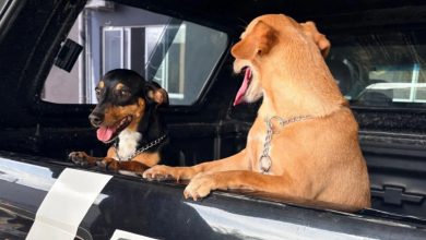 Tutor é indiciado por maus-tratos após suspender cão pela coleira em elevador; dois animais foram resgatados em Blumenau