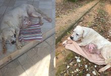 Cadela com tumor e sem cuidados é encontrada em estado grave; casal acaba preso por maus-tratos em Blumenau