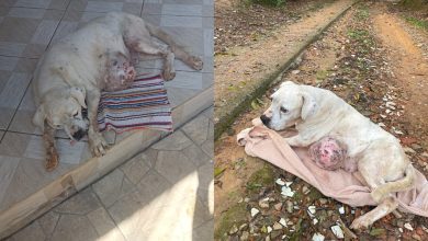 Cadela com tumor e sem cuidados é encontrada em estado grave; casal acaba preso por maus-tratos em Blumenau