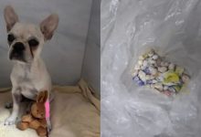 Filhote sobrevive após ingerir 55 pedras de crack e ex-tutora vira ré por maus-tratos em SC