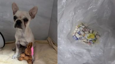Filhote sobrevive após ingerir 55 pedras de crack e ex-tutora vira ré por maus-tratos em SC