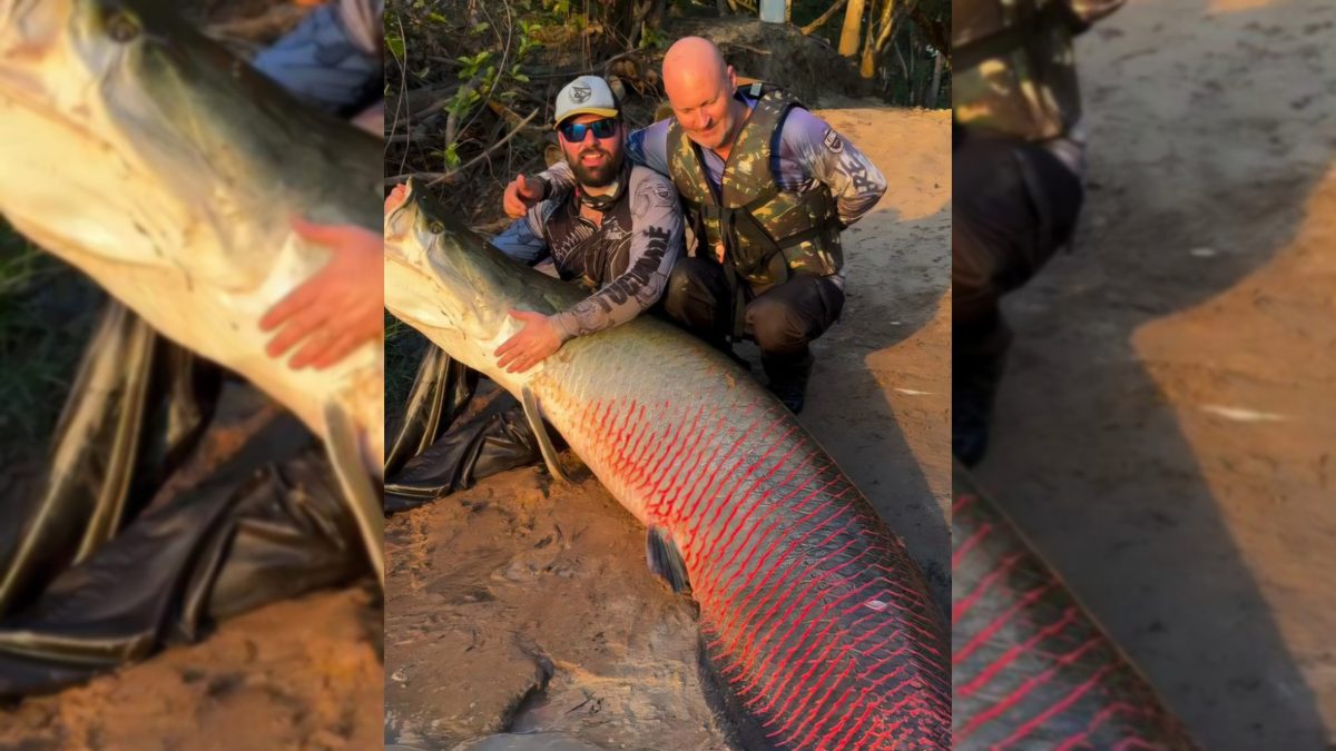 Grupo de SC participa de pesca de pirarucu com 2,45 metros após viagem de mais de 2 mil km