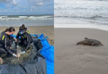 Menor golfinho do Brasil: 43 animais são encontrados mortos em SC