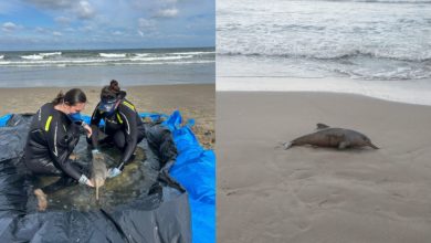 Menor golfinho do Brasil: 43 animais são encontrados mortos em SC