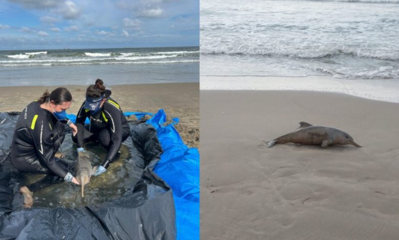 Menor golfinho do Brasil: 43 animais são encontrados mortos em SC